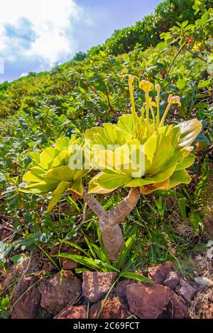 Brighamia insignis, allgemein bekannt als lulu oder Alula auf Hawaii, wird auch als vulcan Palme oder Kohl auf einem Stock. Es ist ein kritisch gefährdeter Stockfoto