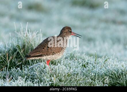 Der Erwachsene Rotschenkel (Tringa totanus) ruft am frühen Morgen von einer frostbedeckten Wiese auf Terschelling in den Niederlanden. Stockfoto