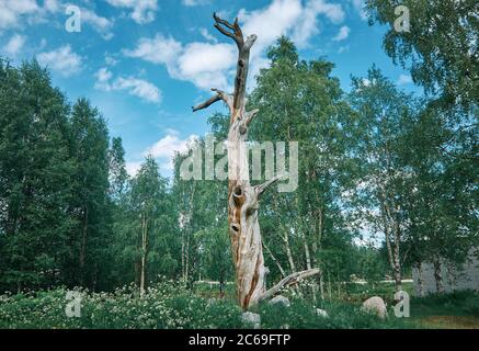 Lonnrot Pine Tree, Kalevala, Verwaltungszentrum des Kalevalsky Bezirks in der Republik Karelien, Russland. Stockfoto