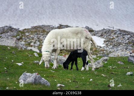 Ein weißes Mutterschafe und sein schwarz beschichtetes Lamm grasen auf dem Gras in österreichischen Alpen. Stockfoto