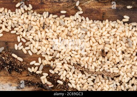 Schwarze Gartenameisen (Lasius Niger), die ihre Eier pflegen, Großbritannien Stockfoto