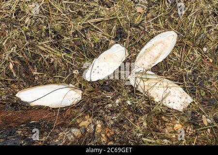 Mehrere Tintenfischknochen (Tintenfischknochen) wurden an einem britischen Strand ausgewaschen Stockfoto