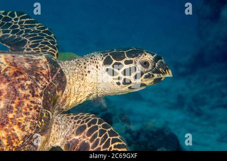 Ein genauer Blick auf den Kopf einer vom Aussterben bedrohten Falkenschildkröte, Eretmochelys imbricata, vor der Insel Yap, Mikronesien., Pazifischer Ozean. Stockfoto