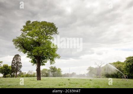 Baum auf Ackerland mit Wasser auf die Ernte hinter dem Baum gesprüht Stockfoto