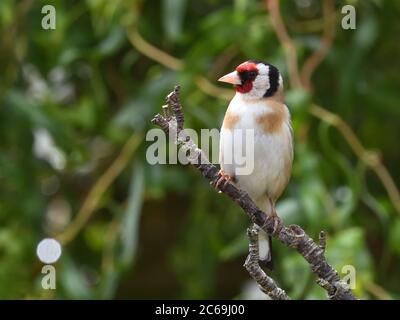 Der Europäische Goldfink (Männchen) ist ein kleiner Singvogel aus der Finkenfamilie, der in Europa beheimatet ist und hier in Glasgow, Schottland, Großbritannien, verbreitet ist Stockfoto