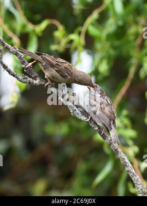 Eine weibliche Haussparrow (Passer domesticus) Fütterung eines unreifen, Baby, Jungling in einem heimischen Garten in Schottland, Großbritannien, Europa Stockfoto