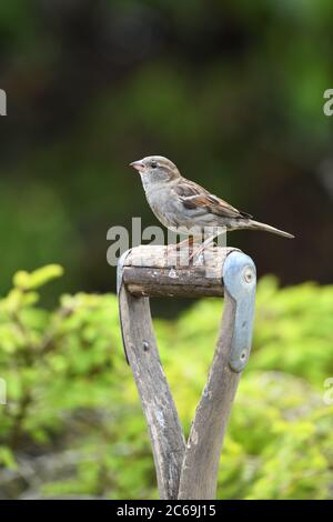 Eine weibliche Haussparrow (Passer domesticus) sitzt auf Holzgriff von Gartengabel in Schottland, Großbritannien, Europa