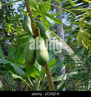 Die Papaya Frucht, Papaw, oder Pfote aus der Pflanze Carica Papaya, die hier auf Einhorn-Insel wächst (Cù lao Thới Sơn) My Tho, Vietnam. Stockfoto