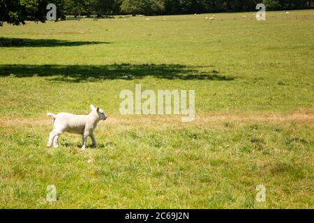 Ein einziges Lamm, das in england über ein Feld läuft Stockfoto