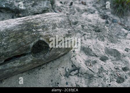 Ein alter Holzstamm am Strand, der nach der Flut an Land gespült wurde. Stockfoto