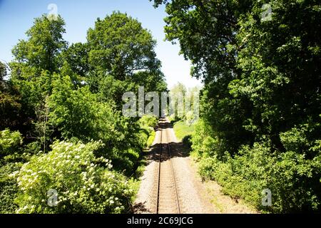 Eine Eisenbahnstrecke mit Bäumen auf beiden Seiten, die durch einen Wald schneiden Stockfoto