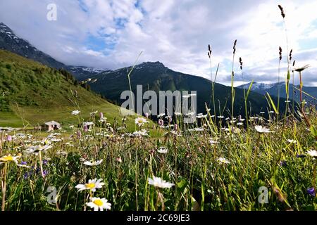 Blumenwiese mit Gänseblümchen im Glaspass, Naturpark Beverin, Kanton Graubünden, Schweiz. Stockfoto