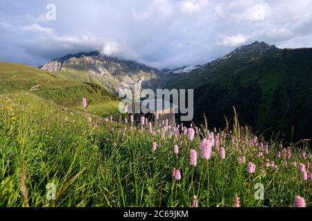 Bistort am Glaspass, Naturpark Beverin, Kanton Graubünden, Schweiz. Stockfoto