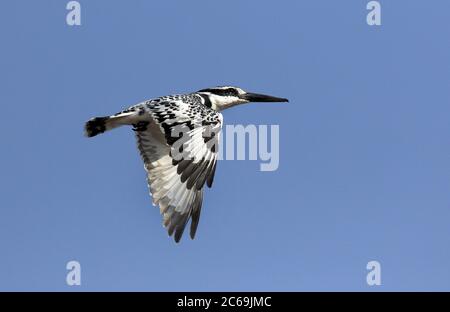 Kleiner Eisvogel (Ceryle rudis), im Flug, Senegal Stockfoto