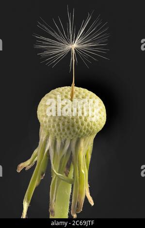 Löwenzahn (Taraxacum officinale), letzter Samen auf einem Fruchtkopf, Deutschland, Bayern Stockfoto