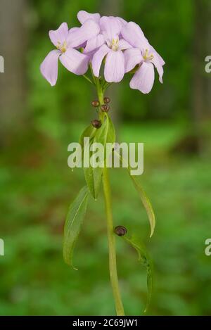 Coralroot, geblähtes Zahnkraut (Cardamine bulbifera, Dentaria bulbifera), blühend mit Bulbileln, Deutschland, Bayern, Oberbayern, Oberbayern Stockfoto