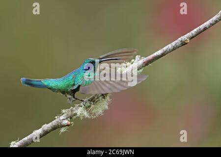 Kleine Veilchenschar (Colibri cyanotus), Landung auf einem Zweig, Seitenansicht, Costa Rica, Los Quetzales Nationalpark Stockfoto