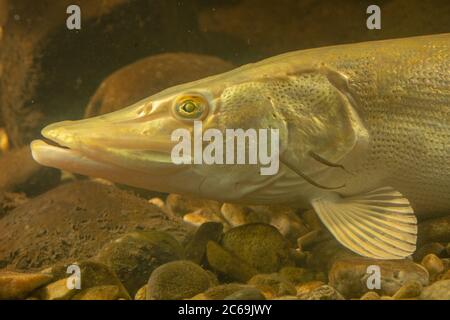 hecht, Nordhecht (Esox lucius), blind am linken Auge, fast weiß gefärbt und mit Fischauge am Kiemendeckel, Deutschland Stockfoto