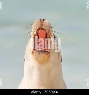 Australischer Seelöwe (Neophoca cinerea), gähnende Weibchen, Porträt, Australien Stockfoto