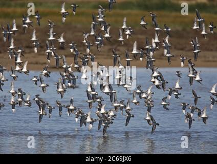 Scharfschwanziger Sandpiper (Calidris acuminata), Schwarm, der über einem Sumpfland fliegt, Australien Stockfoto