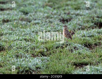 Beesleys Lerche (Chersomanes beesleyi), in einer Wiese, Seitenansicht, Tansania, Lark Plains Stockfoto