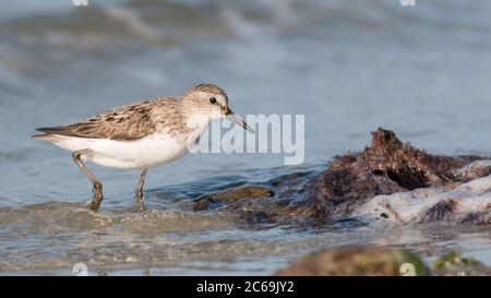 Halbbunter Sandpiper (Calidris pusilla), Erwachsener steht im Spätsommer am Ufer. Es ist eine im Frühherbst wandernde Art, USA Stockfoto