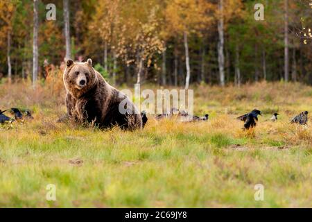 Europäischer Braunbär (Ursus arctos arctos), der zusammen mit Aaskrähen auf einer Lichtung sitzt, Finnland Stockfoto