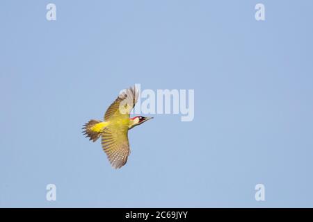 Grünspecht (Picus viridis), erwachsener Rüde auf dem Flug über Bergerheide in Limburg, Niederlande Stockfoto