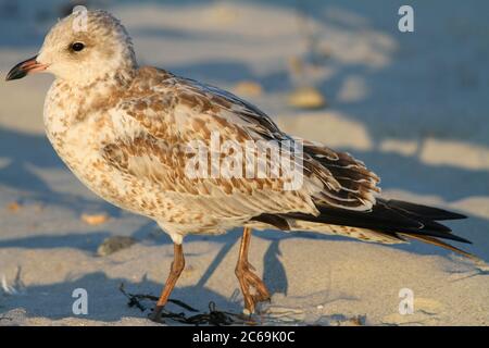 Ringschnabelmöwe (Larus delawarensis), Jugendlicher Spaziergang am Strand, USA, Massachusetts Stockfoto