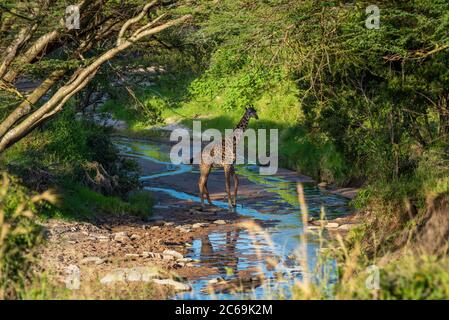 Masai Giraffe überquert flachen Strom in Wäldern Stockfoto