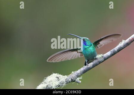 Kleiner Veilchenohr (Colibri cyanotus), mit ausgestreckten Flügeln an einem Zweig, Costa Rica, Los Quetzales Nationalpark Stockfoto