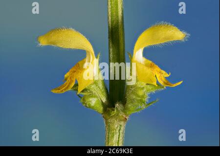 Gelber Erzengel (Lamium argentatum. Galeobdolon luteum fo. Argentatum), Blumen, Deutschland, Bayern Stockfoto