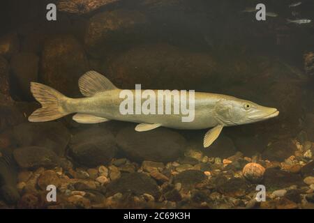 hecht, Nordhecht (Esox lucius), fast weiß gefärbt, mit Beute im Magen, Deutschland Stockfoto