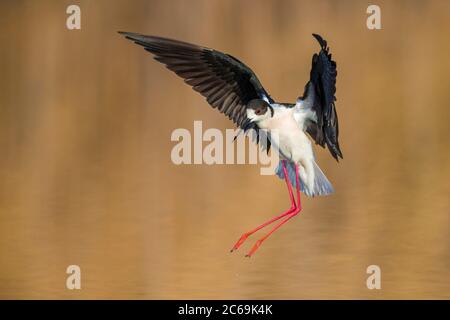 Schwarzflügelstelze (Himantopus himantopus), Landung in einem See, Seitenansicht, Italien, Oasi della Querciola Stockfoto