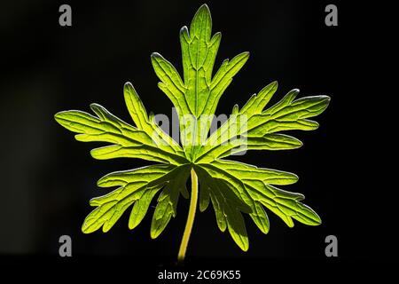 Wiesenschnabel (Geranium pratense), Blatt im Hintergrund vor schwarzem Hintergrund, Niederlande, Friesland Stockfoto