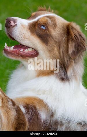 Australischer Schäferhund (Canis lupus f. familiaris), Porträt, Seitenansicht, Deutschland Stockfoto