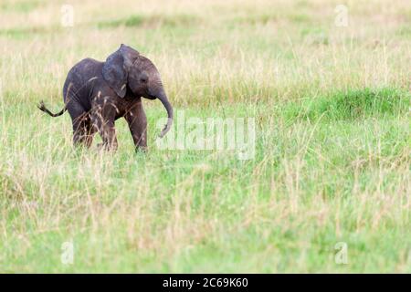 Afrikanischer Elefant (Loxodonta africana), Elefantenkalb beim Spazierengehen durch Gras, Seitenansicht, Kenia, Masai Mara Nationalpark Stockfoto