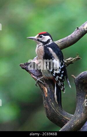 Buntspecht (Picoides major, Dendrocopos major), Jungvogel auf einem vertikalen Zweig, Niederlande Stockfoto