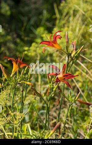 Tageslilie, Tawny Taglilie, gelbe Taglilie, orange Taglilie (Hemerocallis fulva), blühend, Niederlande Stockfoto