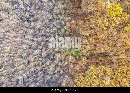 Trockene Herbstlandschaft, Luftbild von Feld und Wald, künstlerische Landschaft. Luftaufnahme von oben auf dem Feld im Herbst. Feldtextur im Herbst Stockfoto
