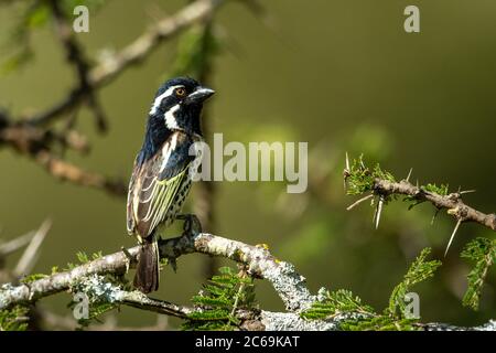 Barbetsitze mit Punktflanken auf dem Dornbusch bei Sonnenschein Stockfoto