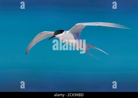 Seeseeschwalbe (Sterna dougallii), im Flug am Meer, Seitenansicht, Australien Stockfoto