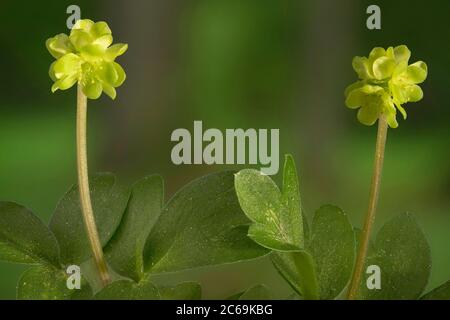 Moschatel, fünfgesichtiger Bischof, Hollowroot, Muskroot, Rathausuhr, Rathausuhr, Tuberöser Kronfuß (Adoxa moschatellina), Bloomin, Deutschland, Bayern Stockfoto