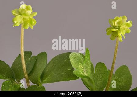 Moschatel, fünfgesichtiger Bischof, Hollowroot, Muskroot, Rathausuhr, Rathausuhr, Tuberöser Kronfuß (Adoxa moschatellina), Bloomin vor grauem Hintergrund, Deutschland, Bayern Stockfoto