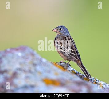 Cretschmars Ammerling (Emberiza caesia), junger Mann, der auf einem Felsbrocken steht, Europa Stockfoto