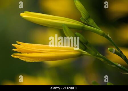 Tageslilie, Tawny Taglilie, gelbe Taglilie, orange Taglilie (Hemerocallis fulva), Blumen, Niederlande Stockfoto