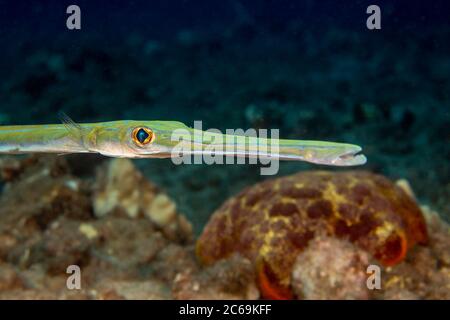 Ein Blick auf die Vorderseite eines bluespottierten Kornetikus, Fistularia commersonii, Hawaii. Stockfoto