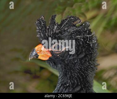 Rotschnabelkurassow (Crax blumenbachii), männlich, Porträt, Brasilien Stockfoto