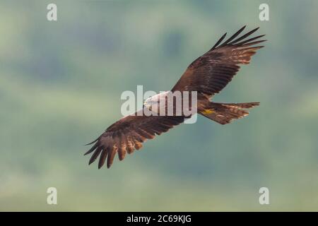 Schwarzer Drachen, Gelbbilliges (Milvus migrans), im Segelflug, Seitenansicht, Italien, Micciano, Saline di Volterra Stockfoto