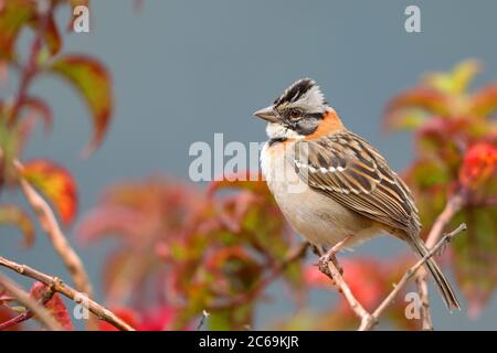 Rotbarsch (Zonotrichia capensis), in einem Strauch sitzend, Costa Rica, Los Quetzales Nationalpark Stockfoto